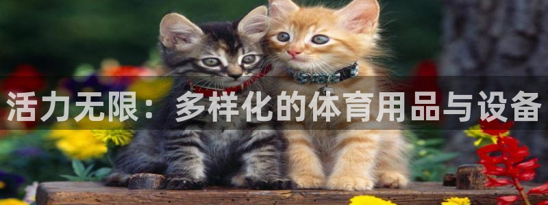 哈哈体育招商：活力无限：多样化的体育用品与设备